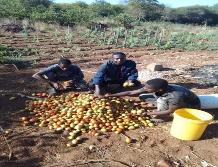 Cooperativa Agrícola Jovens Visionários