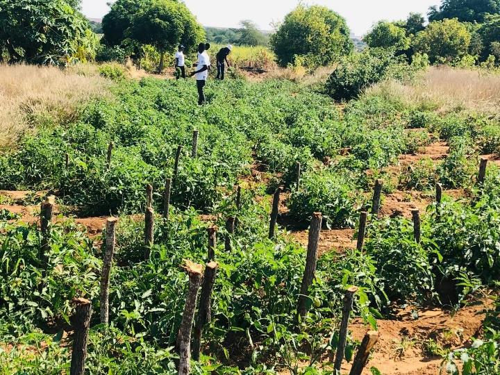 Cooperativa Agrícola Jovens Visionários