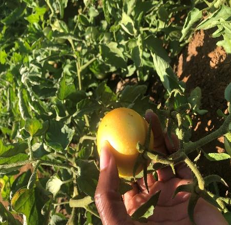 Cooperativa Agrícola Jovens Visionários