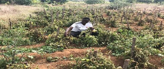 Cooperativa Agrícola Jovens Visionários
