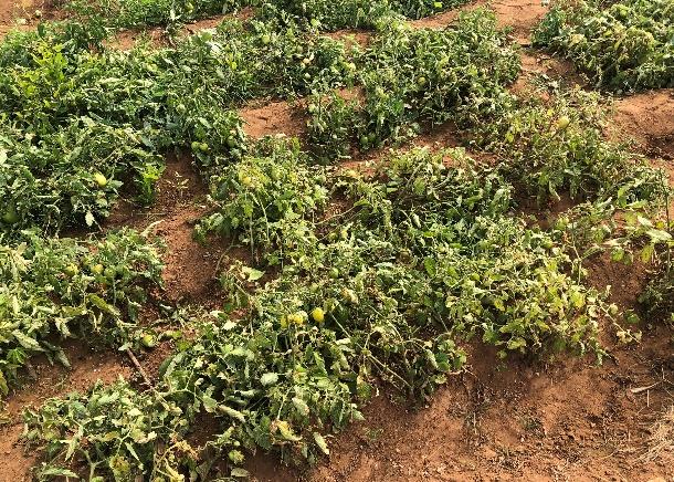 Cooperativa Agrícola Jovens Visionários